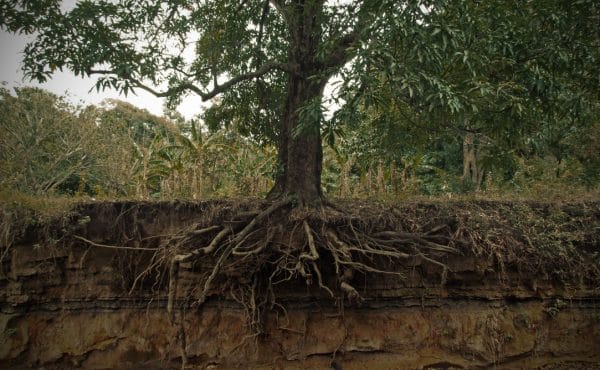 tree-health-plant-health-soil-interactions-with-mycorrhizae