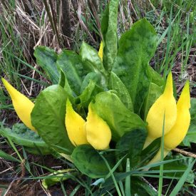 skunk cabbage growing in wetlands.