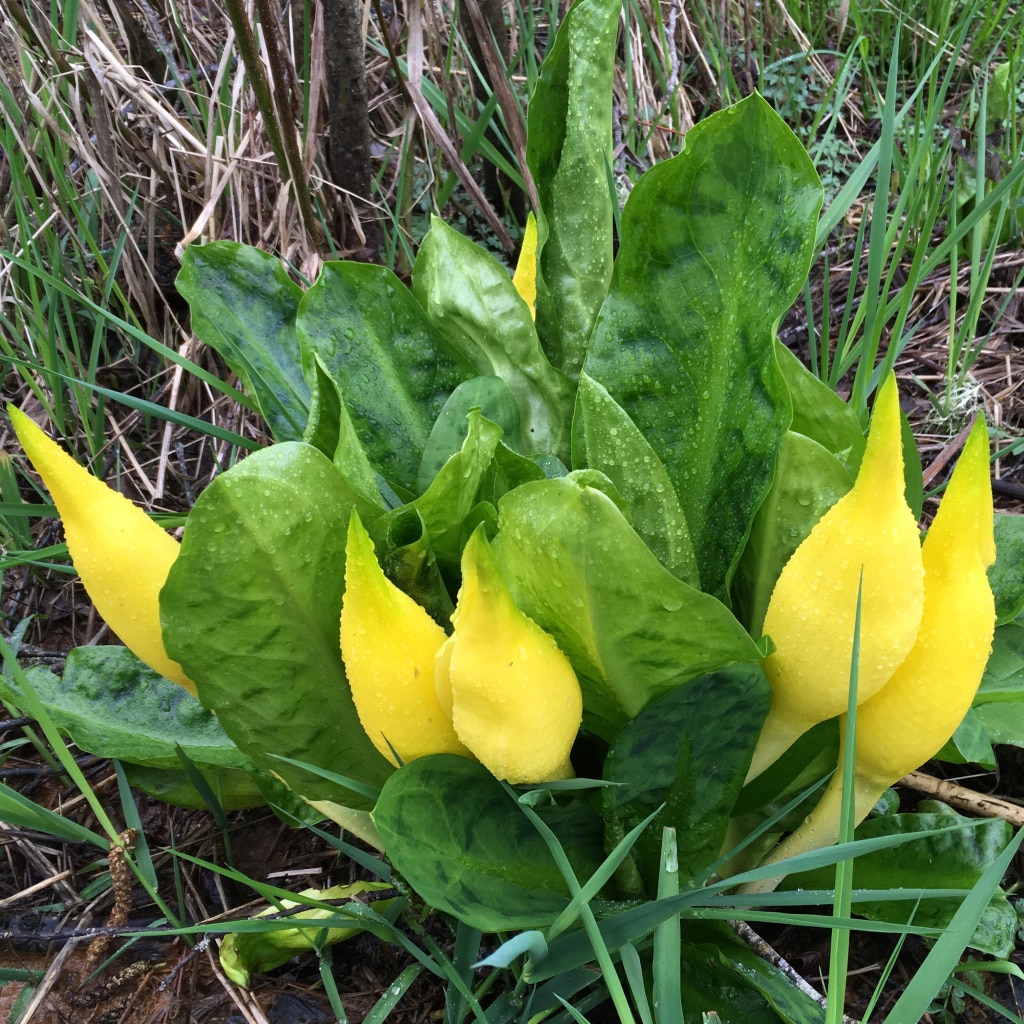 skunk cabbage growing in wetlands.