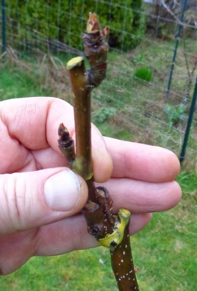 Historical Pear Tree Grafting - Peninsula Environmental