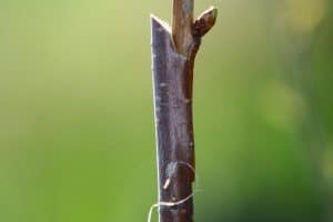 pear-tree-graft