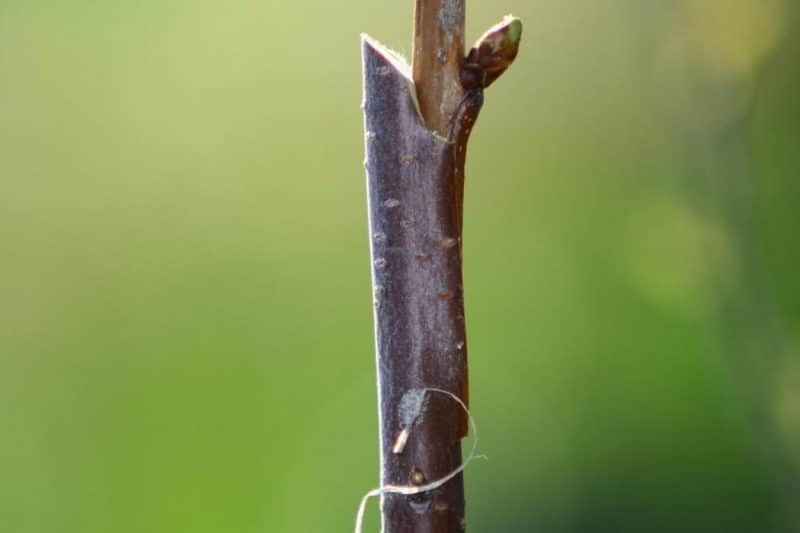 Historical Pear Tree Grafting - Peninsula Environmental Group, Inc.