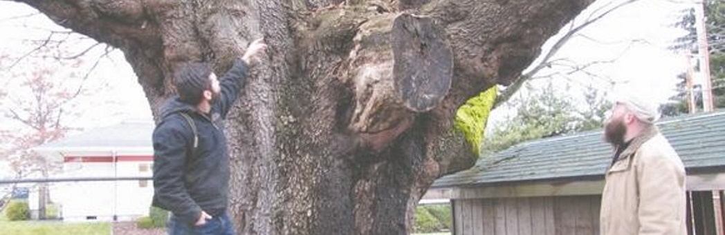 Bo-baggins-tree-evaluation-certified-arborists