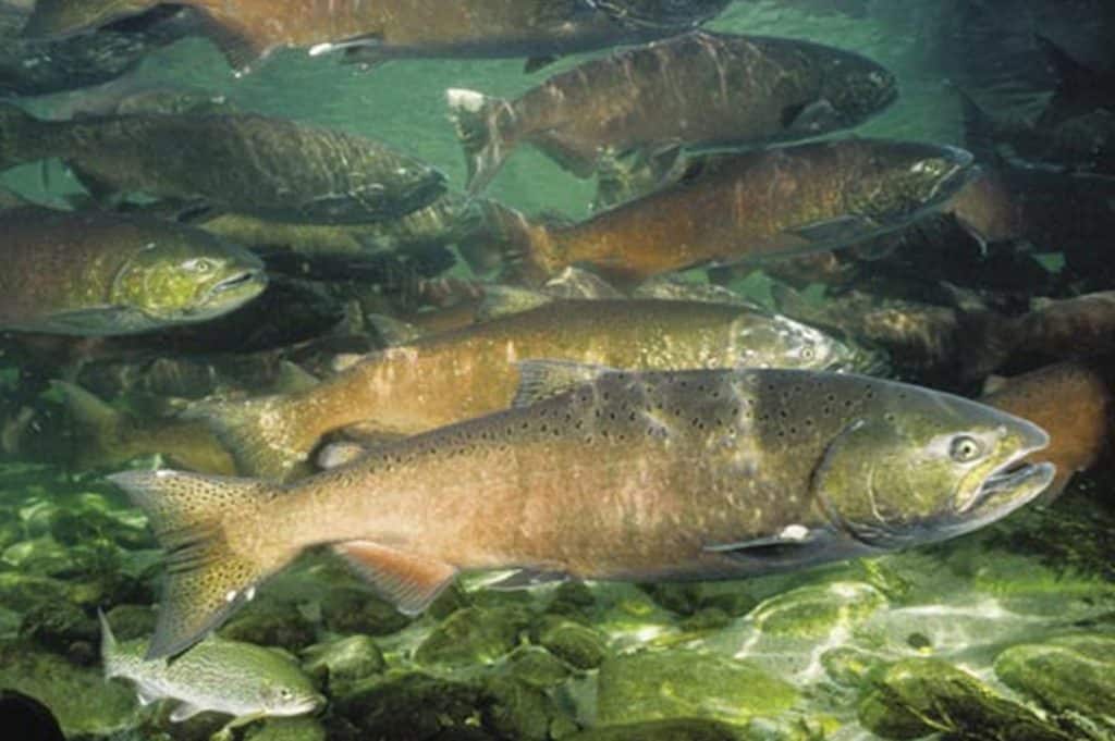 City of Poulsbo, Fish Weirs - Peninsula Environmental Group, Inc.