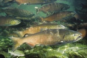 salmon-in-streams