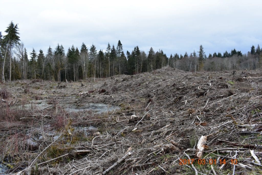 restoration-forestry-woodlands-Freeman-Port-Angeles-WA