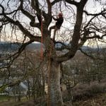 Tree_pruning_Garry_oak