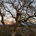Tree_pruning_Garry_oak