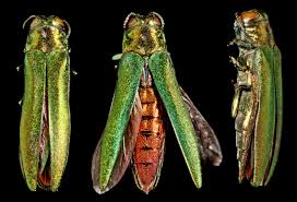 emerald_ash_borer_invasive_insect