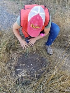 Mazama pocket gopher survey