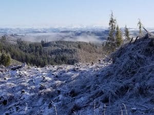 Forest evaluation in Jefferson County