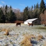 Horses in prairie in forestland evaluation in Jefferson county.
