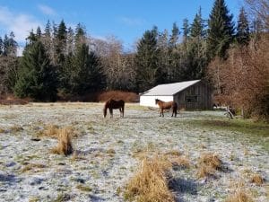 Horses in prairie in forestland evaluation in Jefferson county.