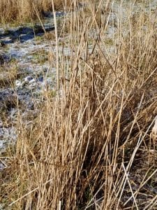 Dry reed canary grass