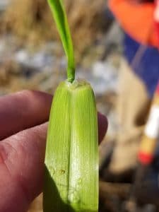 Reed canary grass exposed ligule