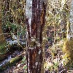 Bear scratches on red alder tree