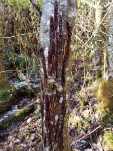 Bear scratches on red alder tree