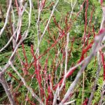 Vaccinium parvifolium red huckleberry plant