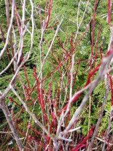 Vaccinium parvifolium red huckleberry plant