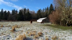 Horses in prairie in forestland evaluation in Jefferson county.