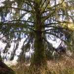 Very large sitka spruce tree