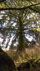 Very large sitka spruce tree