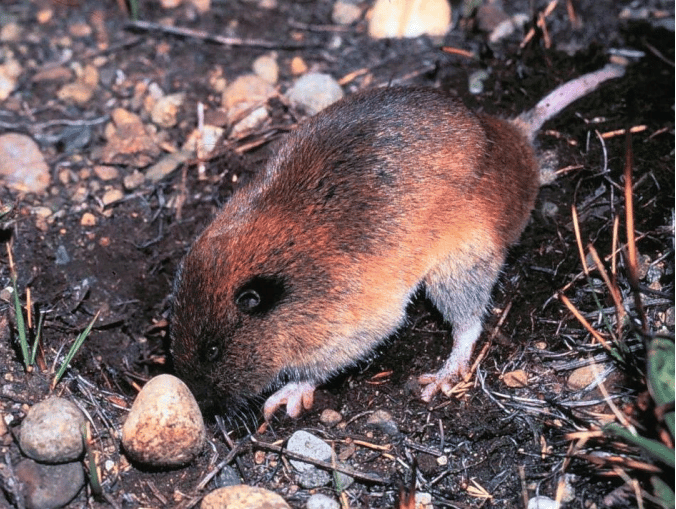 Mazama Pocket Gopher