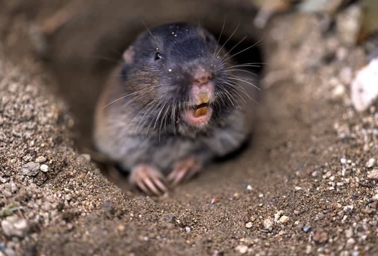 Mazama Pocket Gopher
