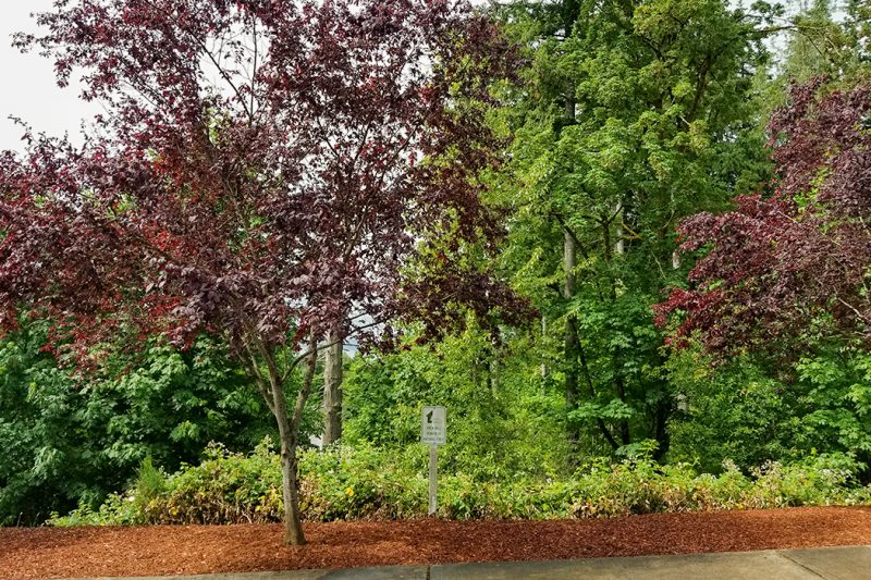 Tumwater, Citywide Forest Assessment Peninsula Environmental Group, Inc.