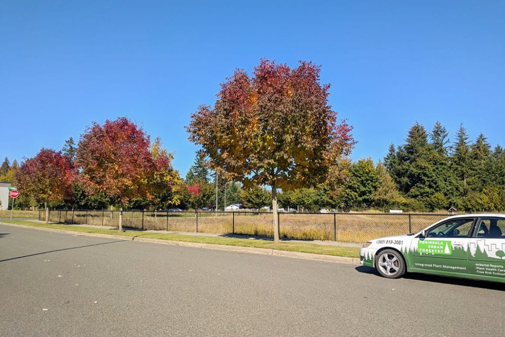 Tumwater, Citywide Forest Assessment Peninsula Environmental Group, Inc.