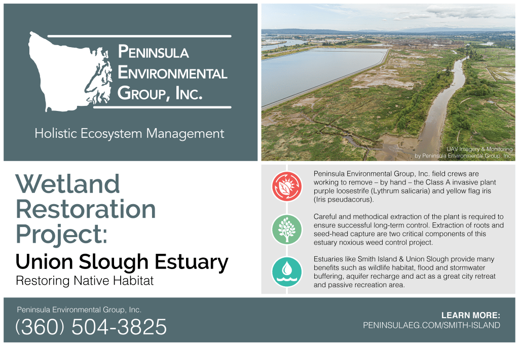 City of Everett Wetland restoration project