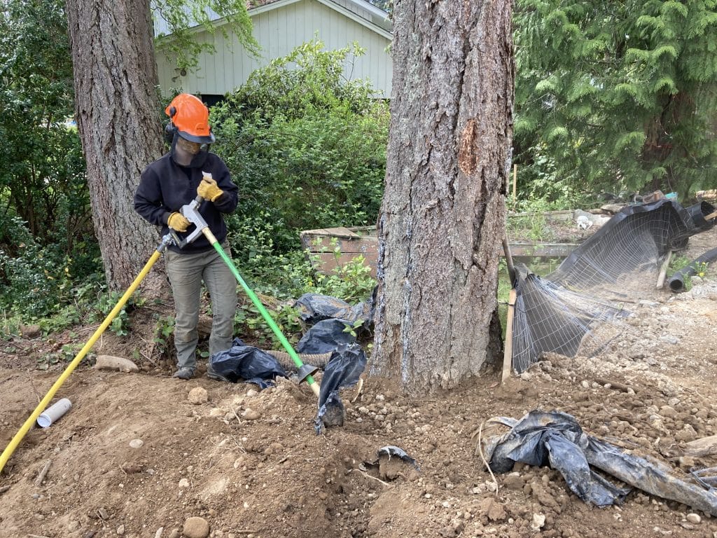 airspade around douglas-fir