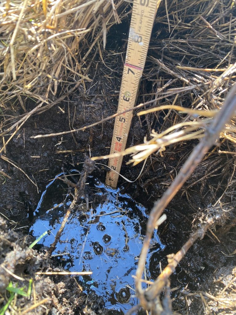 wetland high water table