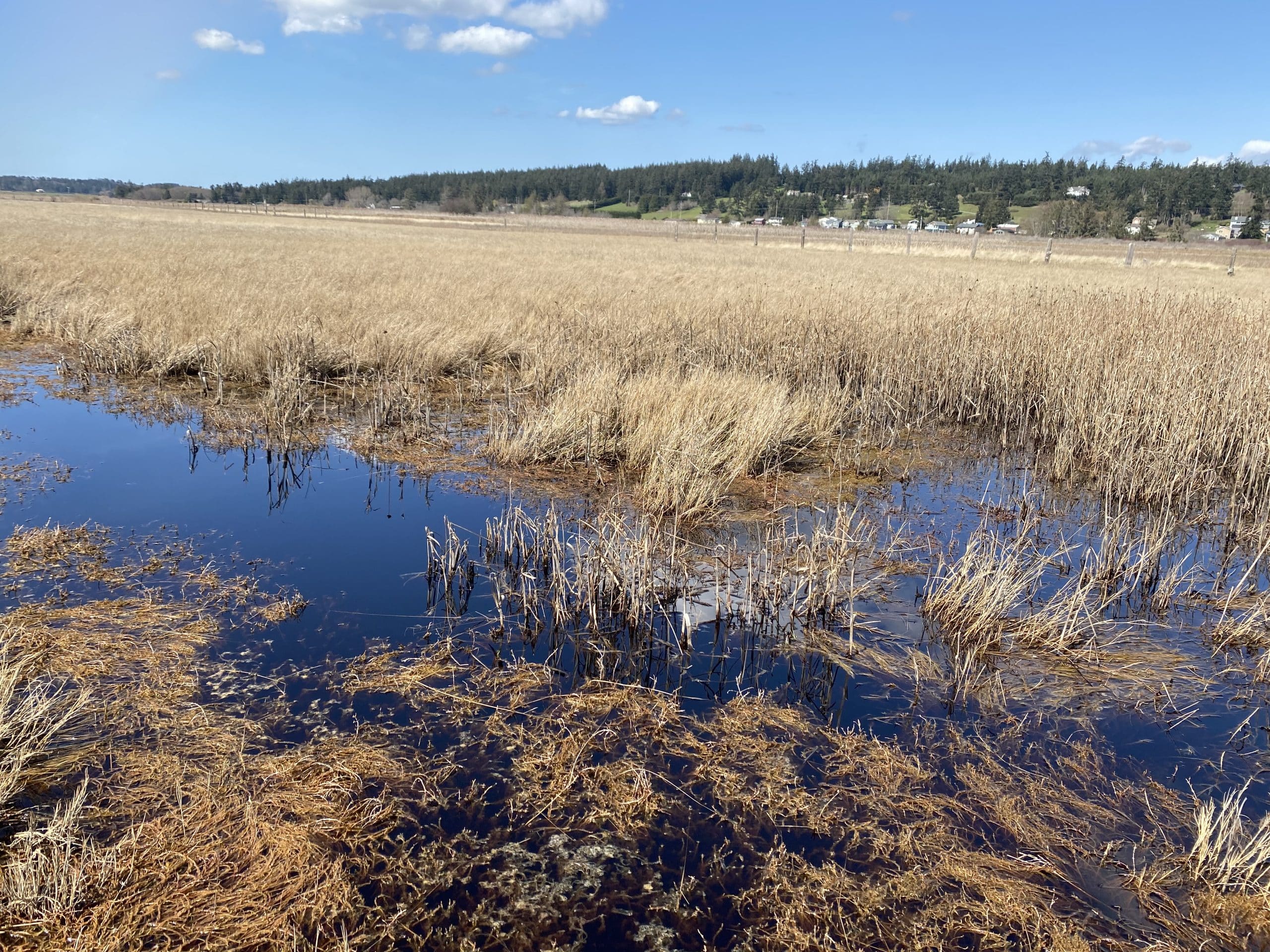 How are Wetlands Regulated in Washington?