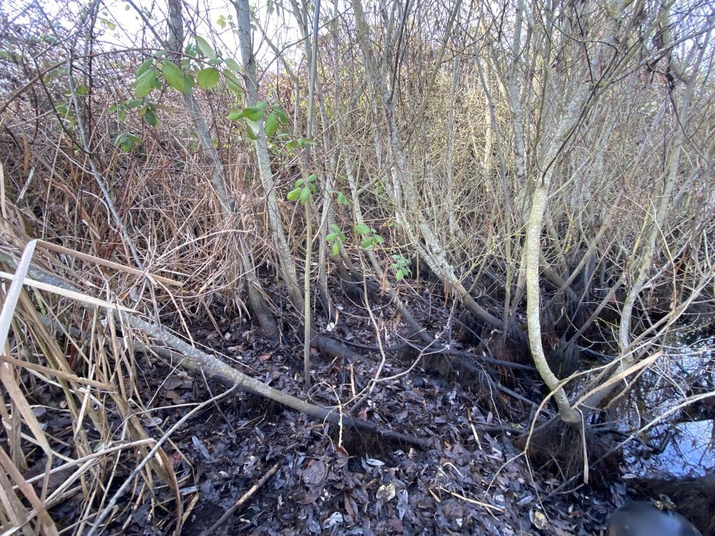 wetland in western Washington