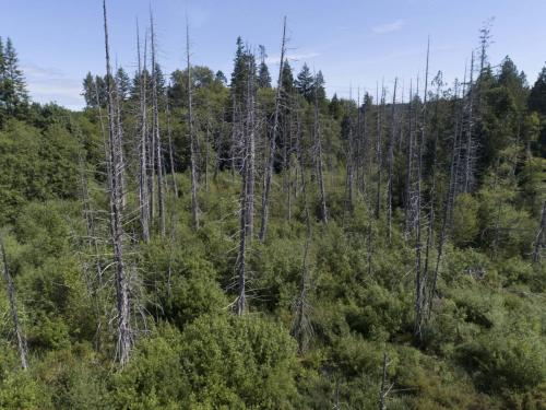 bark beetles in fir and pine trees